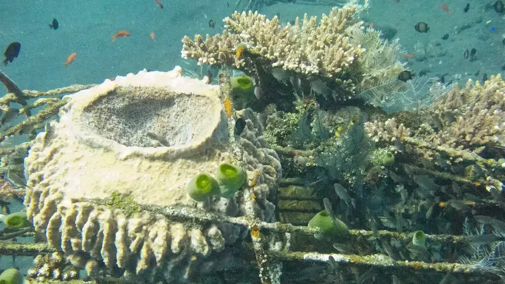 Diving Photography Bali | Juara Production